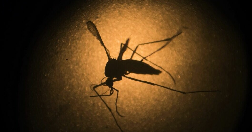 Sterila myggor släpps på Galápagosöarna