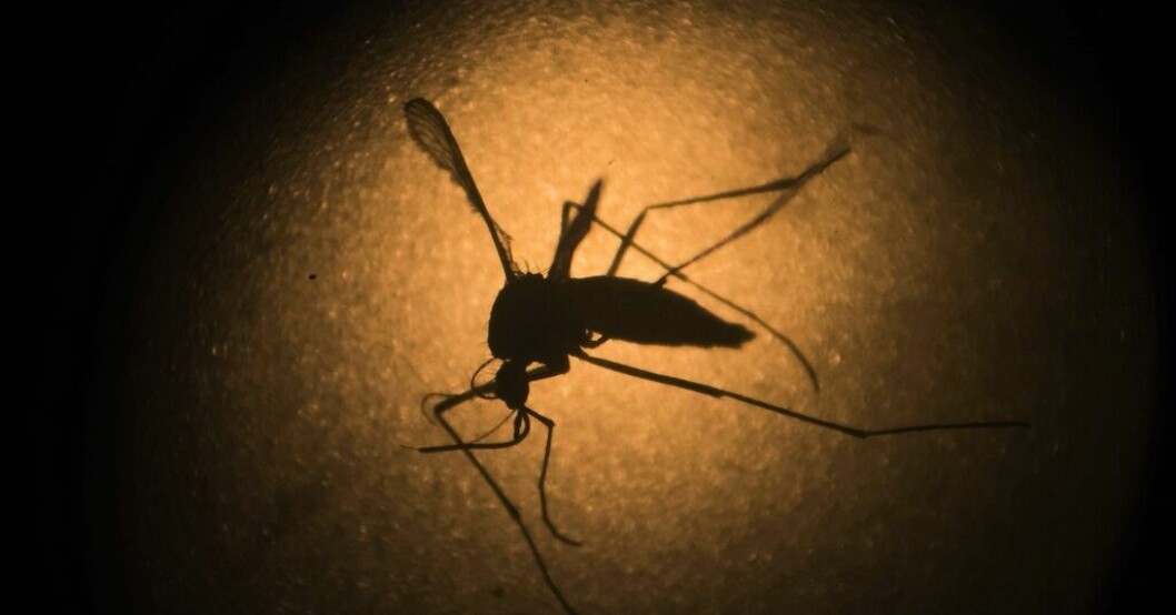 Aedes aegypti-myggor är ökända för att sprida zikavirus, dengue och gula febern. Arkivbild. Sterila myggor släpps på Galápagosöarna