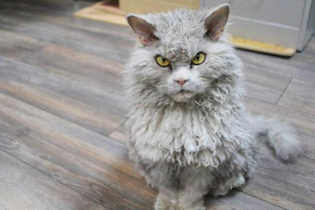 albert-the-sheep-cat-with-permanent-bitch-face-11-photos-1-e1426803197574