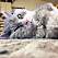 albert-the-sheep-cat-with-permanent-bitch-face-11-photos-3