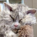 albert-the-sheep-cat-with-permanent-bitch-face-11-photos-111