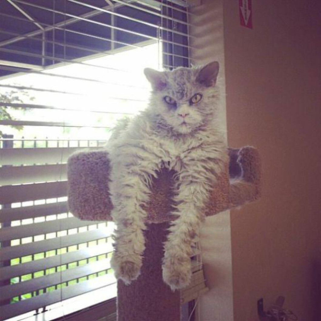 albert-the-sheep-cat-with-permanent-bitch-face-11-photos-4
