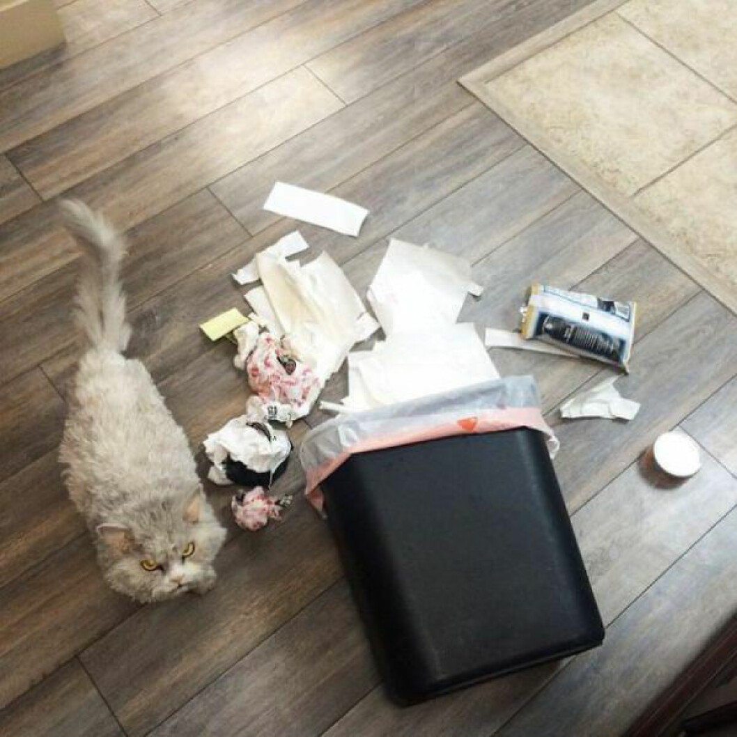 albert-the-sheep-cat-with-permanent-bitch-face-11-photos-6