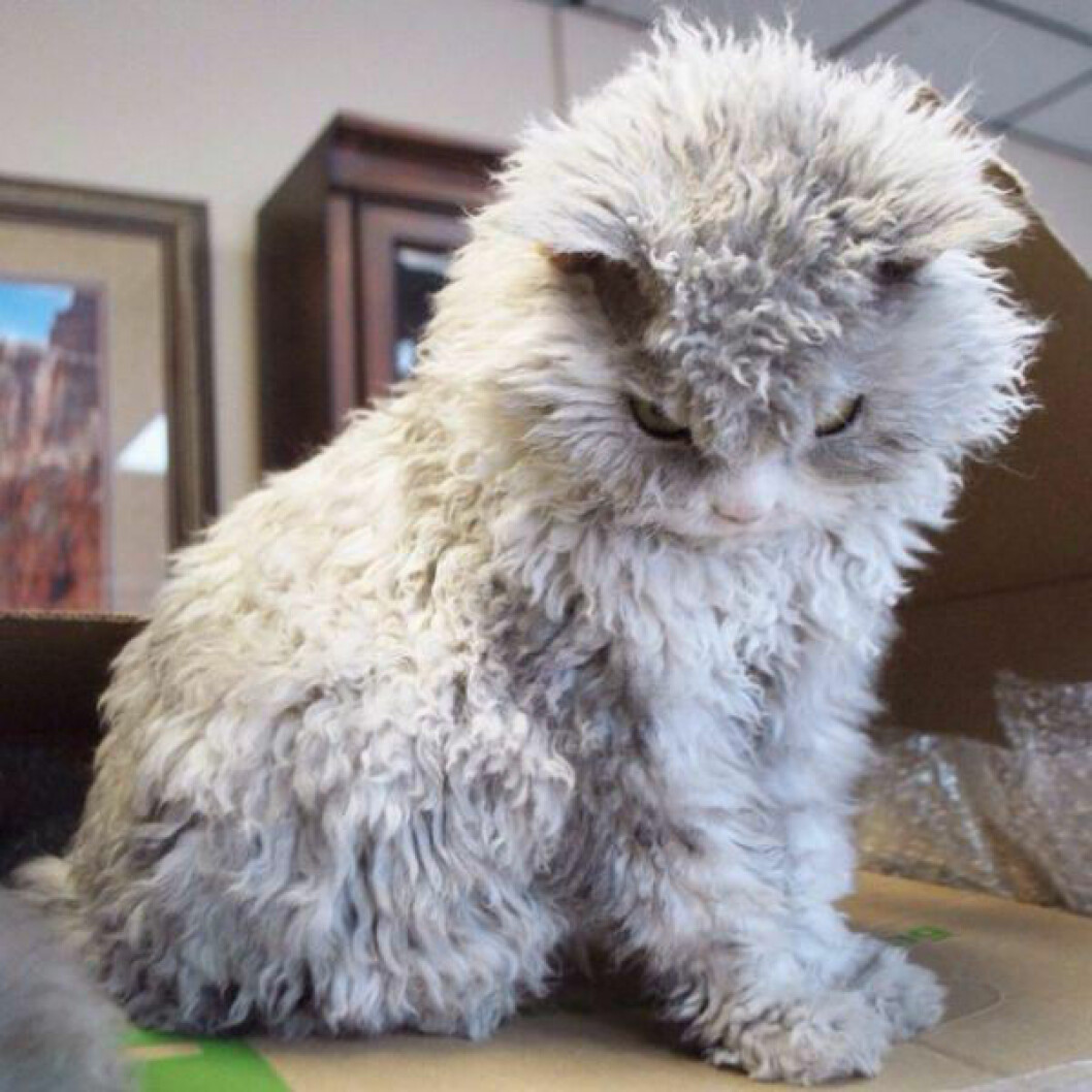 albert-the-sheep-cat-with-permanent-bitch-face-11-photos-7
