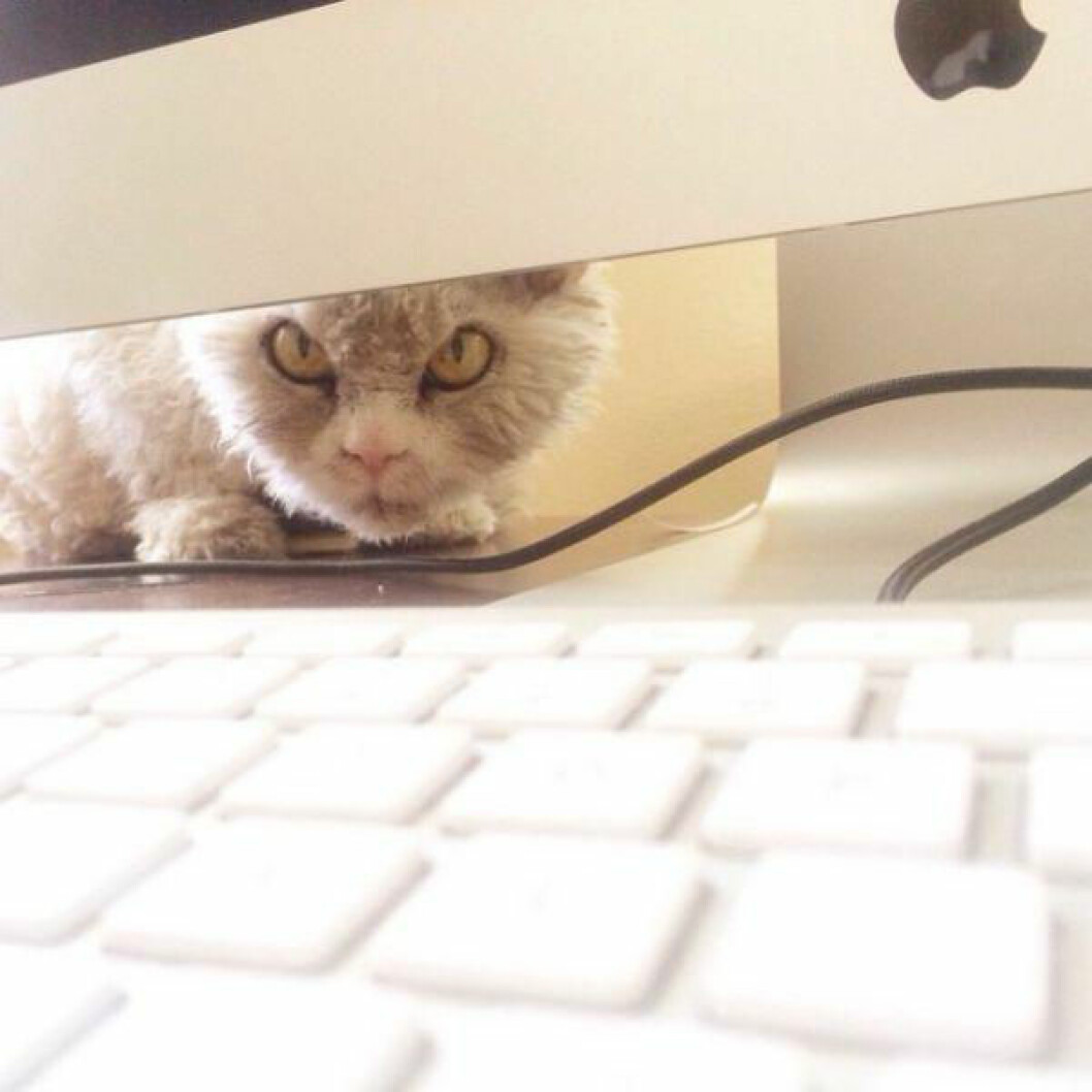 albert-the-sheep-cat-with-permanent-bitch-face-11-photos-9