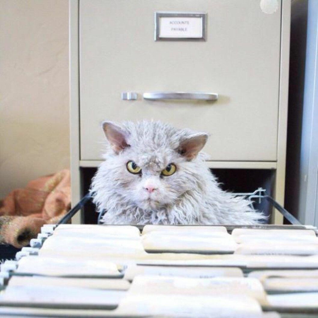 albert-the-sheep-cat-with-permanent-bitch-face-11-photos-11