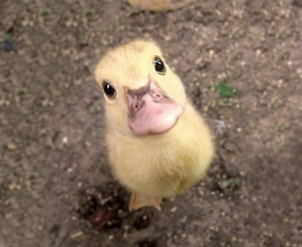 Foto: <a href="http://imgur.com" target="_blank">Imgur.com</a> anka