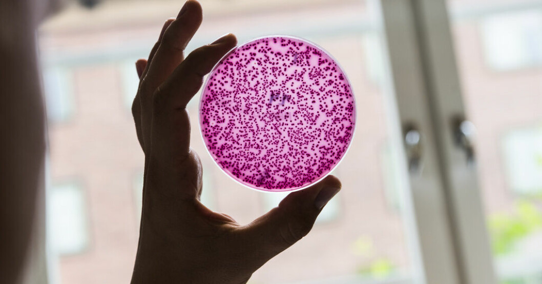 Antibiotikaresistenta bakterier på en odlingsplatta. Arkivbild. Ny metod: Snabbt svar om antibiotikaresistens