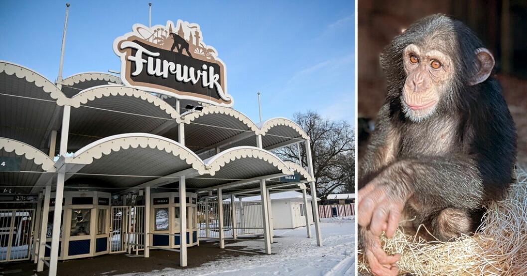 Apan Torsten var en de schimpanser som sköts i Furuviksparken efter att ha rymt. Samtliga apor som sköts dog omedelbart, visar obduktionsrapporten. Schimpanserna som sköts dog omedelbart