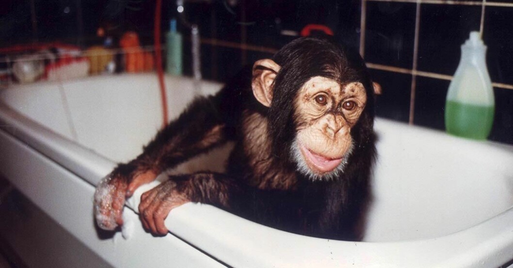Apan Ola blev en riksangelägenhet när han såldes till ett zoo i Bangkok. Apan Ola