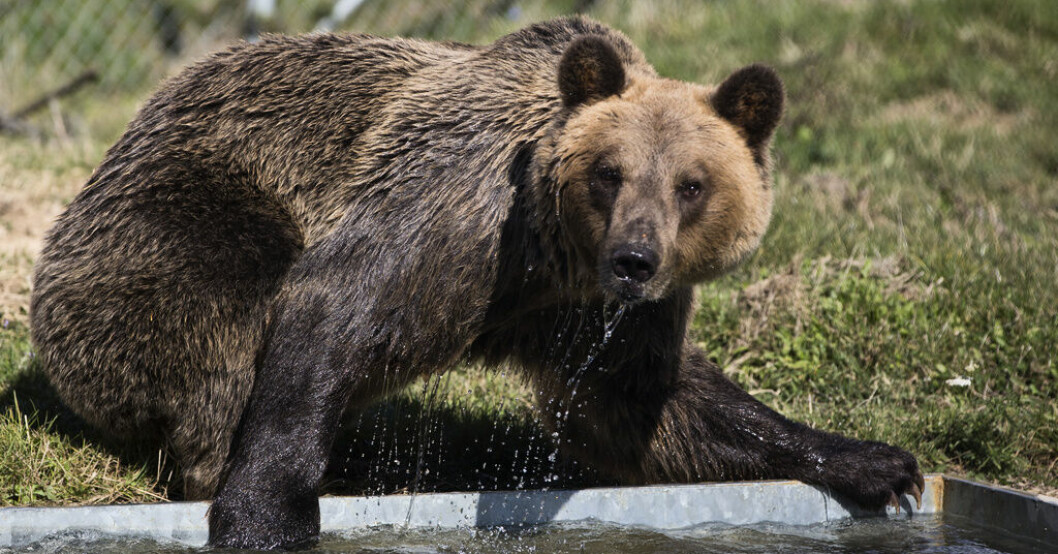 Norsk vädjan: Mata inte björnen – du dödar den