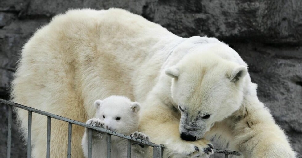 Isbjörn död i bisarr olycka på zoo – nu kommer förklaringen: ”Väldigt…”