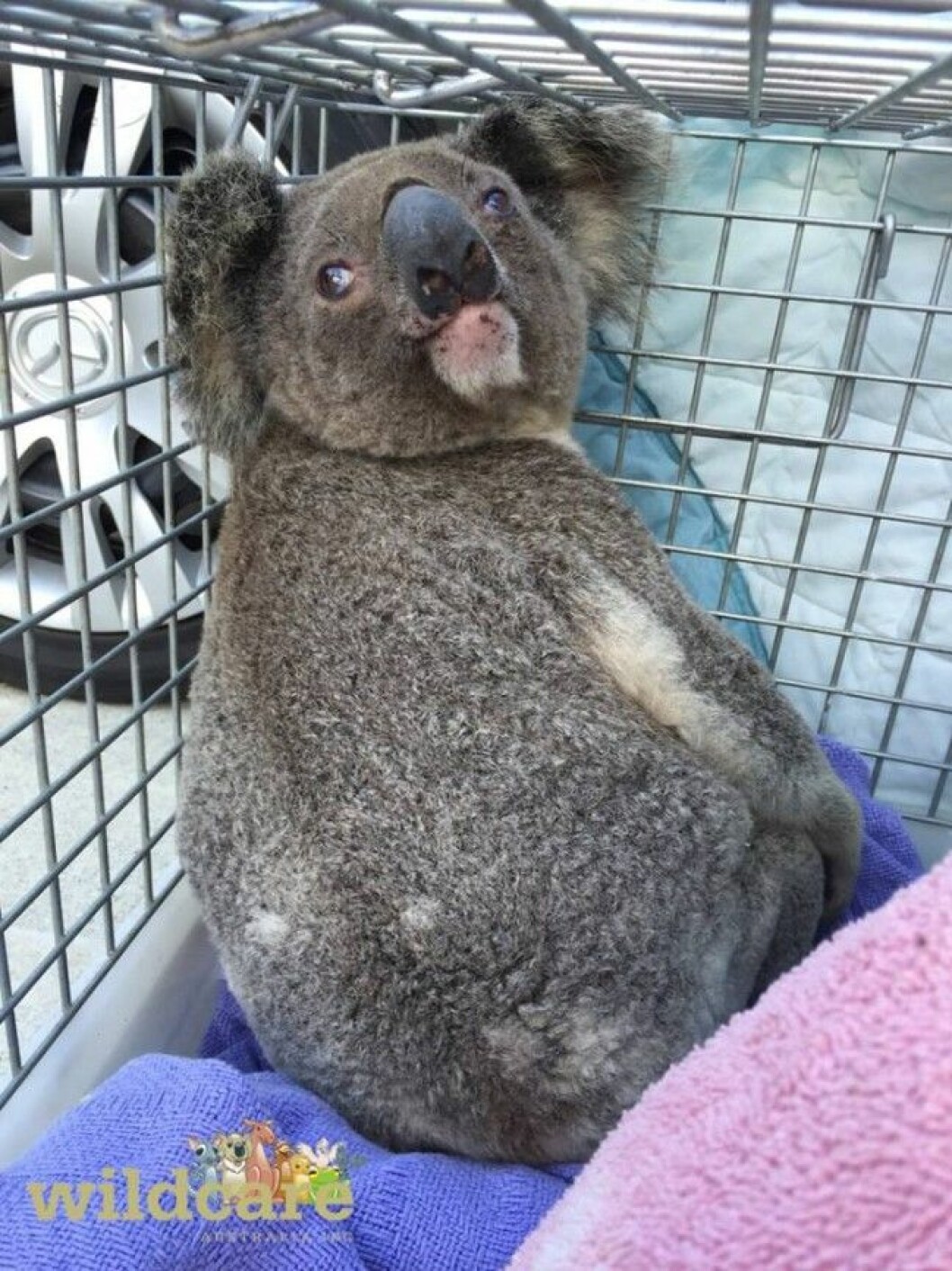Foto: <a href="https://www.facebook.com/Wildcare" target="_blank">Wildcare Australia</a> Foto: Wildcare Australia