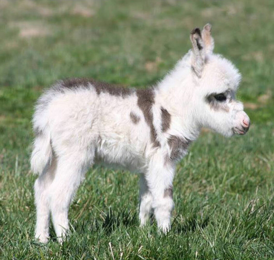 Foto: <a href="http://www.minidonks.com/Donkey-Newborns-2012.html">minidonks.com</a> åsna