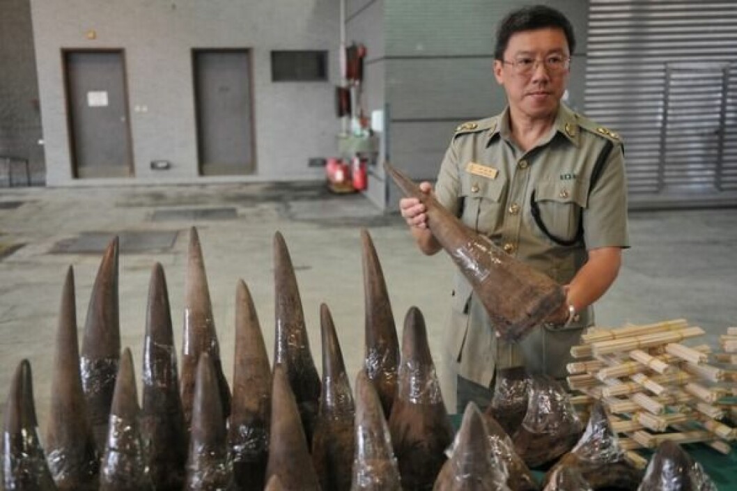 Hornen är eftertraktade på den asiatiska marknaden. Via: <a href="http://onemoregeneration.org/2012/07/20/dear-president-zuma/" target="_blank" rel="noopener">Onemoregeneration.org</a> VIa: Onemoregeneration.org