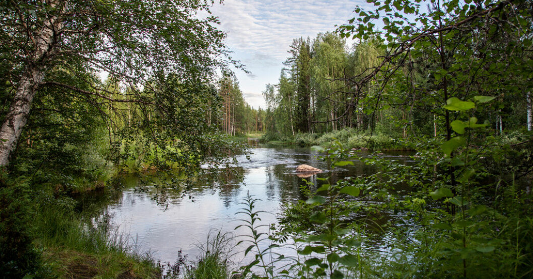 Att skydda 30 procent av land och hav är ett av målen i det globala ramverket för biologisk mångfald. Arkivbild på Lillpiteälven i södra Norrbotten. Trög start för räddningsplan för naturen