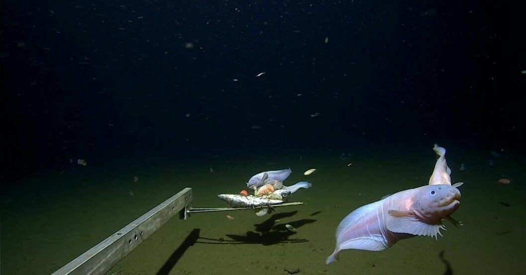 Snigelfisk fångad på bild på rekorddjup
