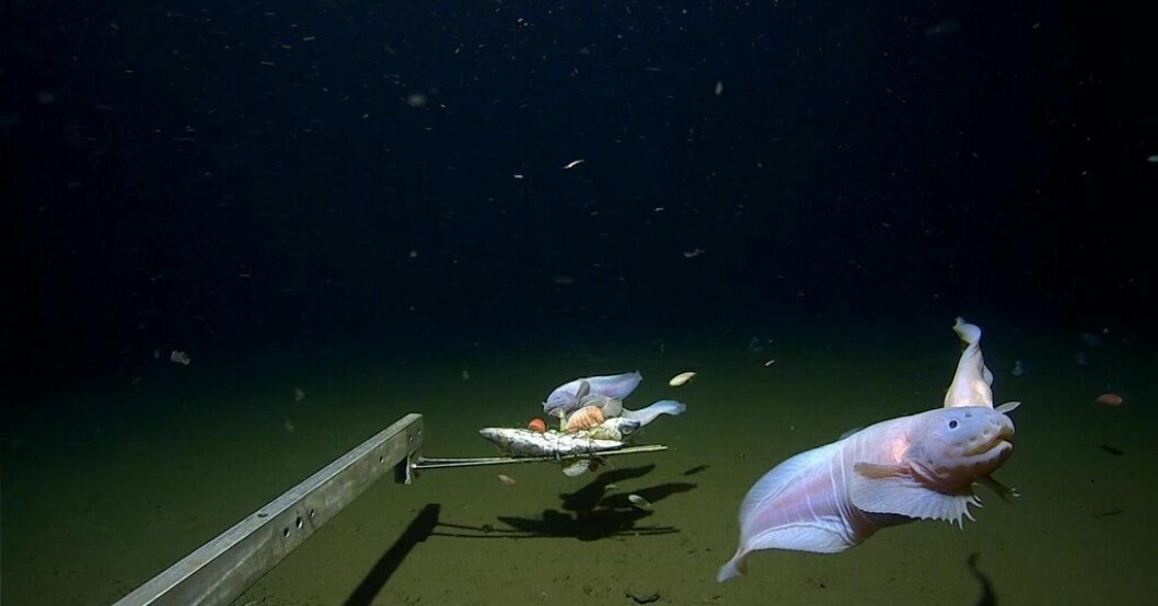 Australiska och japanska forskare har filmat och fångat in fiskar på nya rekorddjup. Snigelfisk fångad på bild på rekorddjup