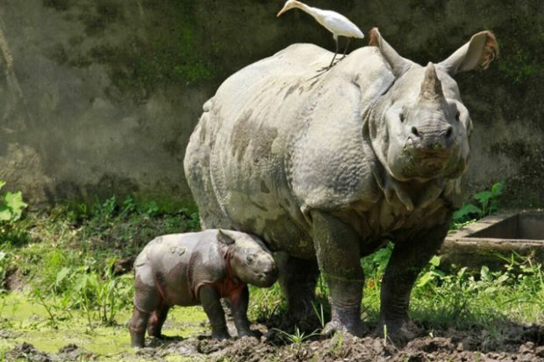 Via: <a href="http://www.takepart.com/photos/wonderful-world-wild-animals-october-2013/annual-checkup" target="_blank" rel="noopener">Takepart.com</a> Via: takepart.com
