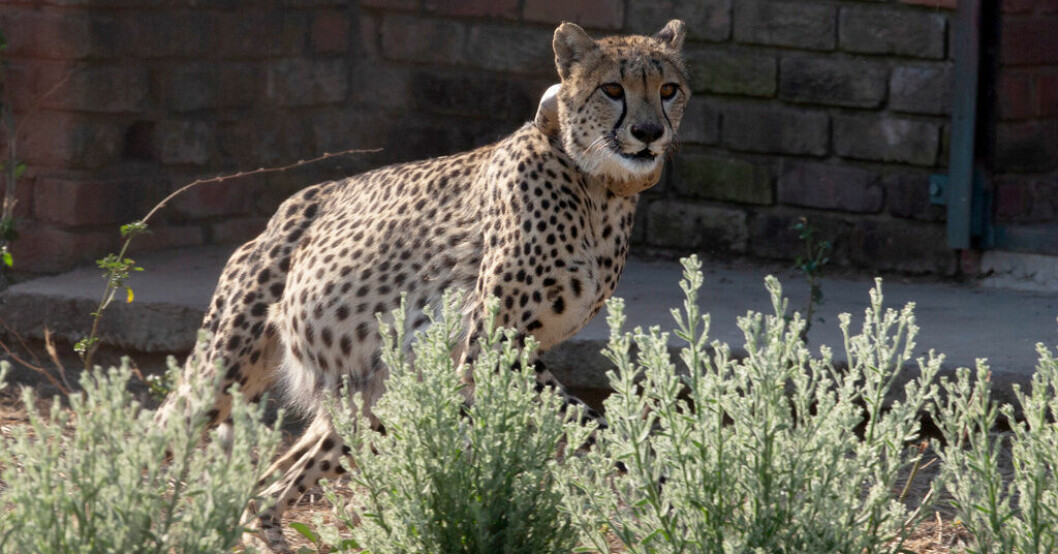 Sällsynta gepardungar dog i indisk djurpark