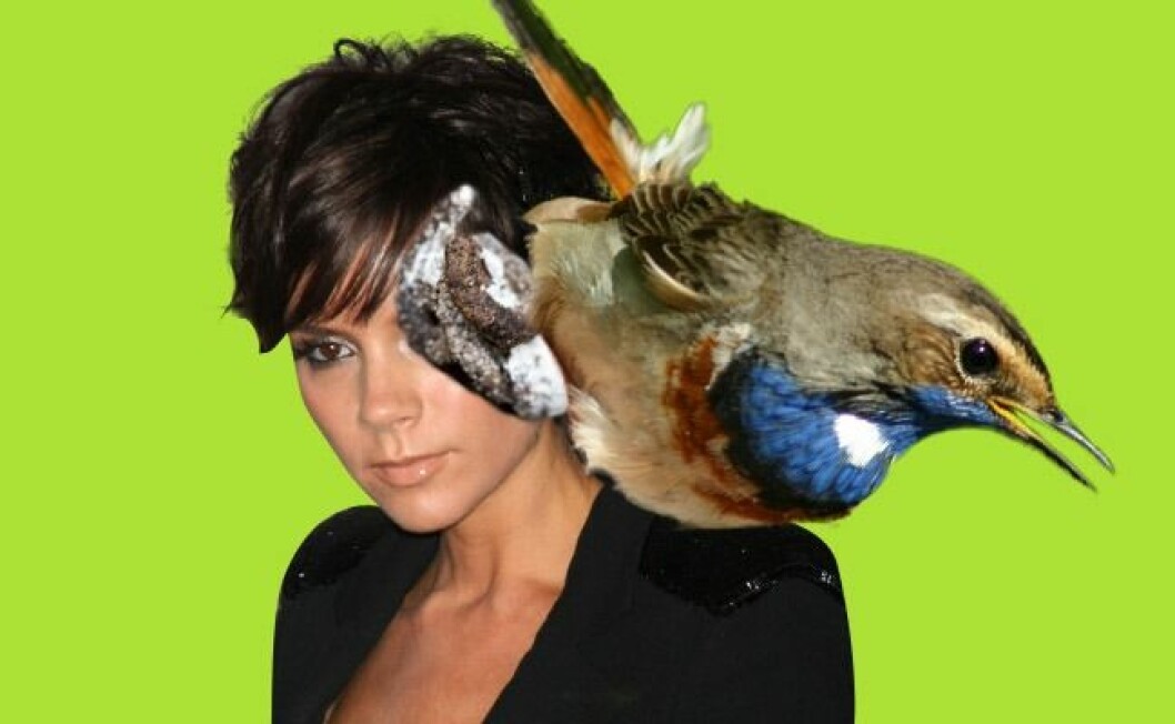 Montage: Agnes Forsell bajs_victoria_beckham