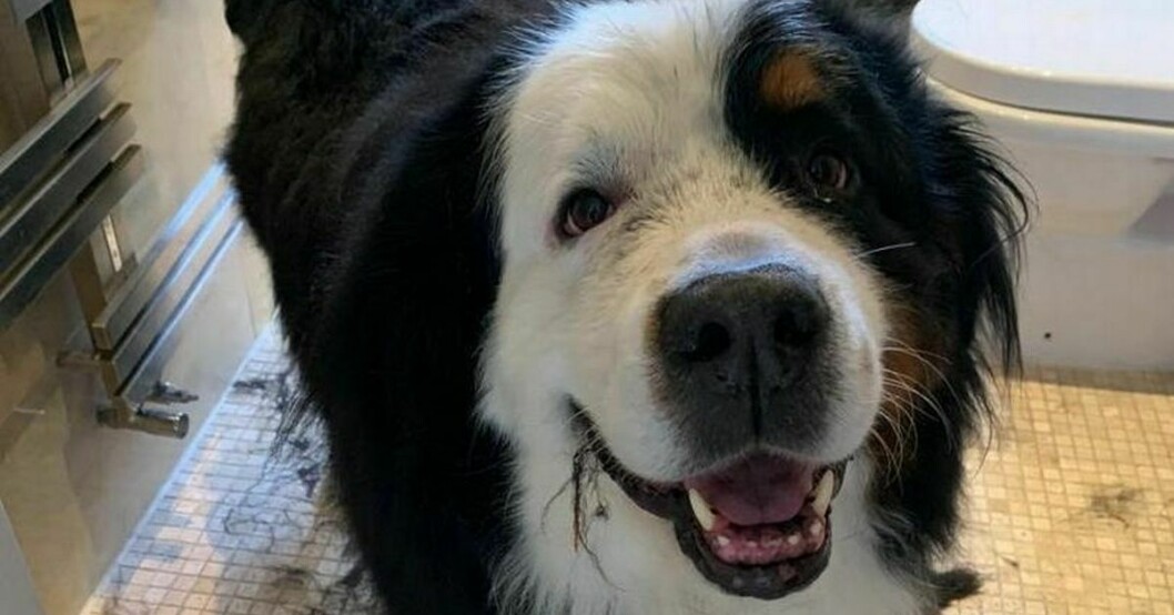 Hunden Banjo dog i en bil som var lika varm som en bastu. Banjo