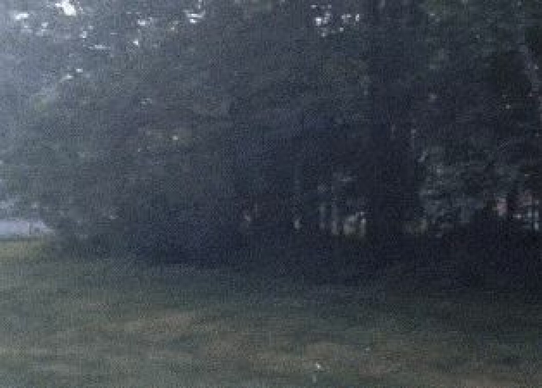 Källa:<a href="http://www.reddit.com/r/creepy/comments/2cqpvc/bear_walking_on_two_legs/" target="_blank"> Reddit</a> bearjersey