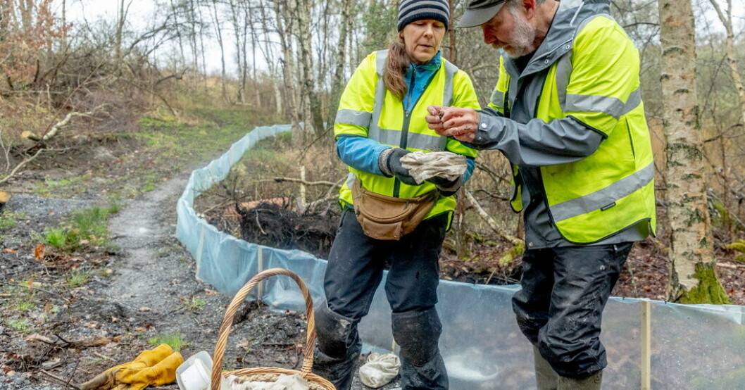 Biologerna Therese Johannesson och Claes Andrén tittar på groddjur som fångats in i skogen på Volvo Cars industriområde i Torslanda. Djuren försöker ta sig till en damm för parning, men stoppas av plaststaketet och hamnar i en plasthink, som biologerna inrett mysigt med våta löv. Grodor samlas in – ger plats för batterifabrik