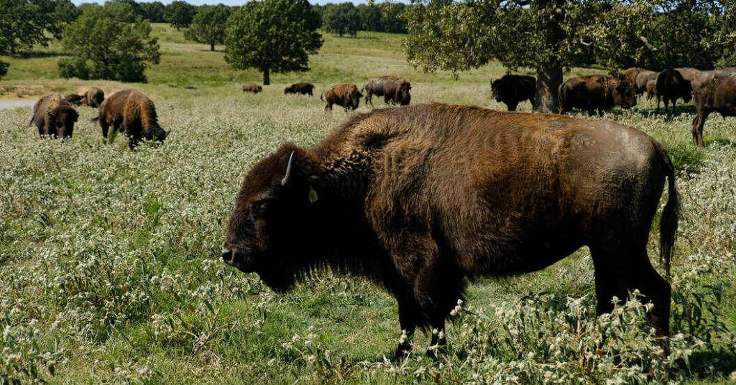 Nära utrotning – här frodas bisonoxen igen