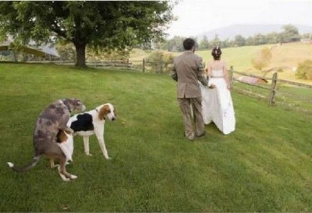 Källa: <a href="http://www.bizarbin.com/bizarre-wedding-pictures/" target="_blank">Bizarbin.com</a> Bizarre-Honeymoon-Pictures-0044