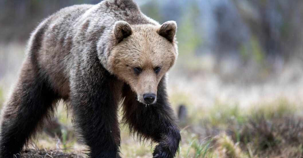 Björn som dödade joggare i Italien fångad