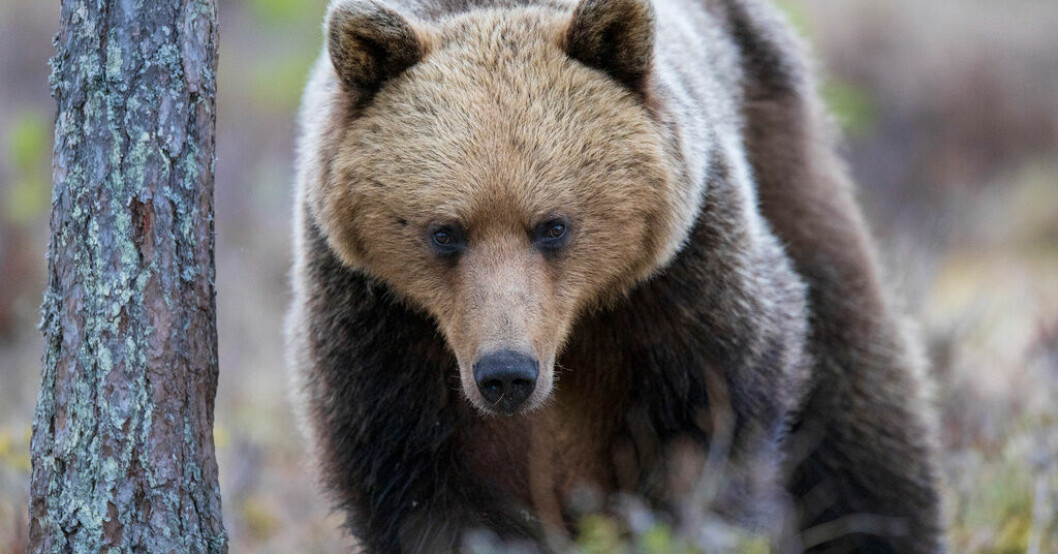 Björn dödade joggare i Italien