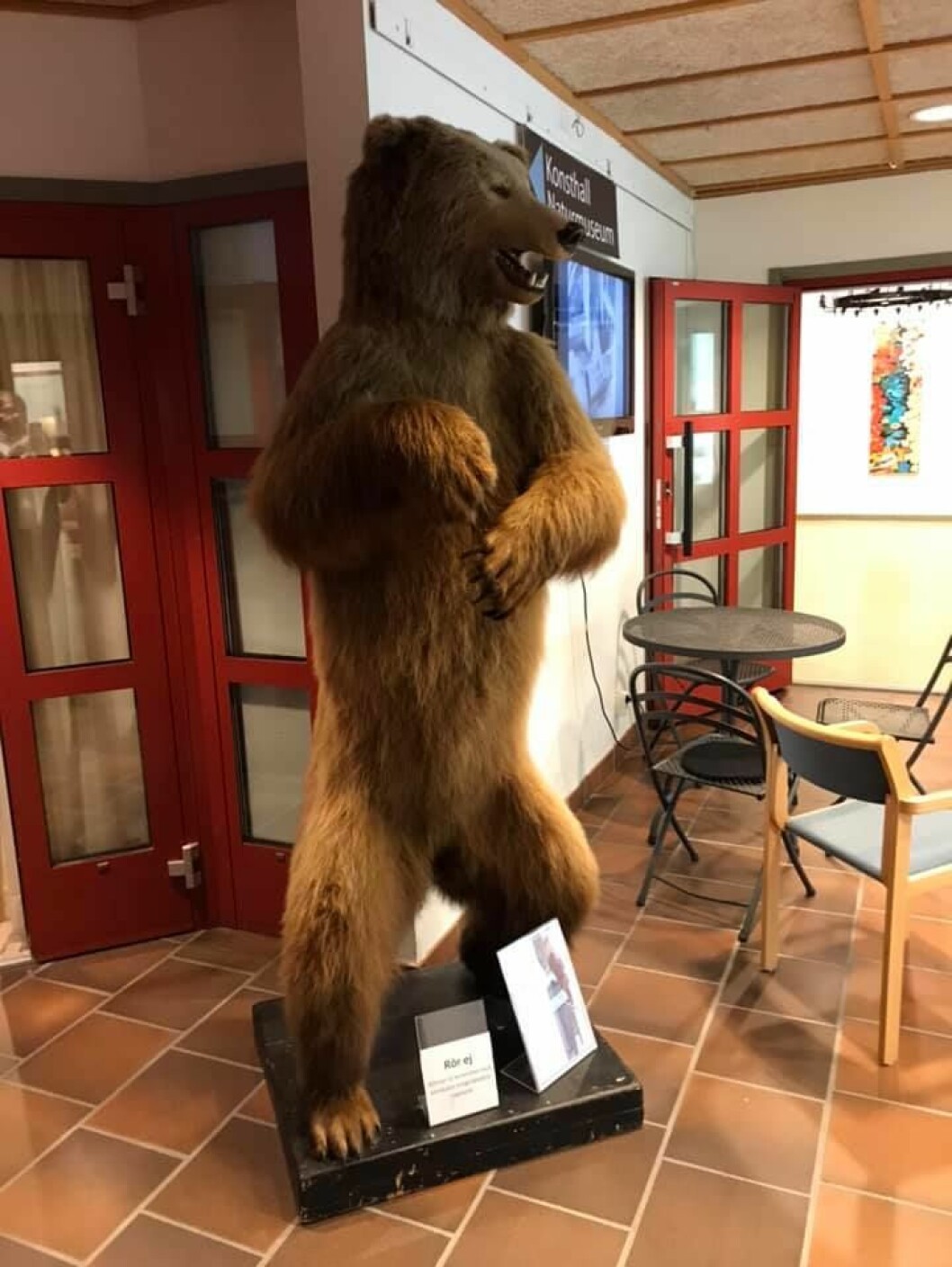 Björnen innan stölden. Där prydde trofén ingången till Naturmuseet i Rättvik.