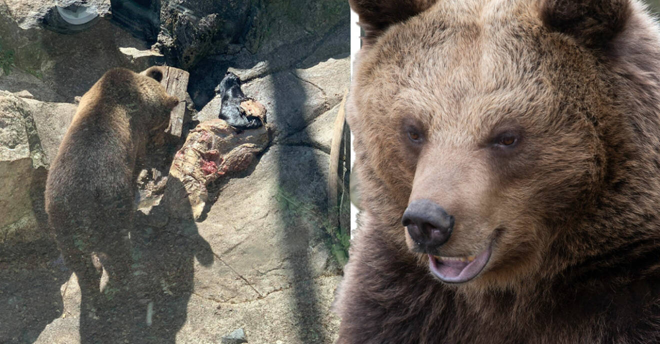 Björn på Skansen äter stort djur