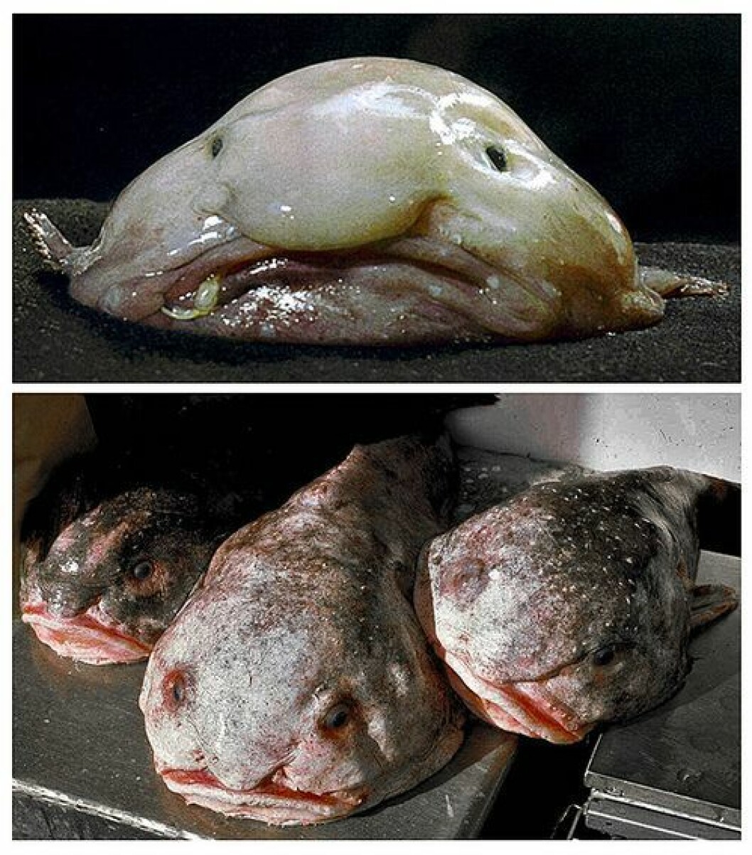 Foto: Flickr blobfisk