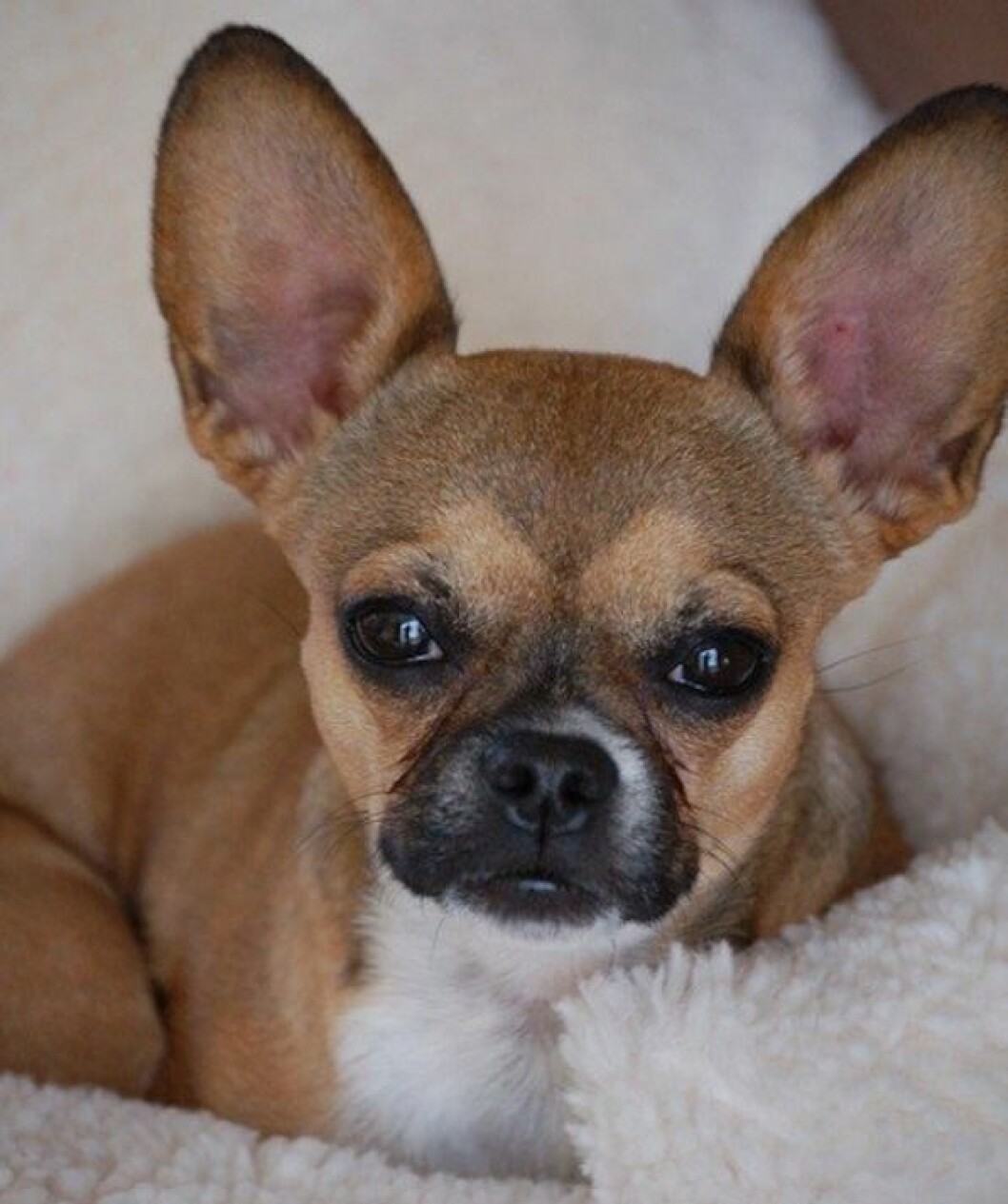 bullhuahua