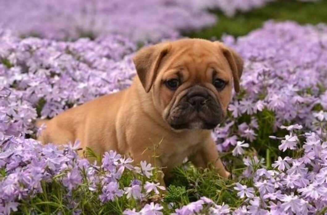 bullpug