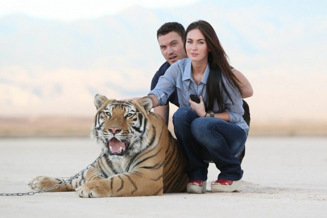 Foto: Barcroft Media Skådisparet Brian Austin Green, 41, och Megan Fox, 29, lät fota sig med en stor majestätisk respektingivande tiger när de besökte The Big Cat Encounters i Nevada för några år sedan.