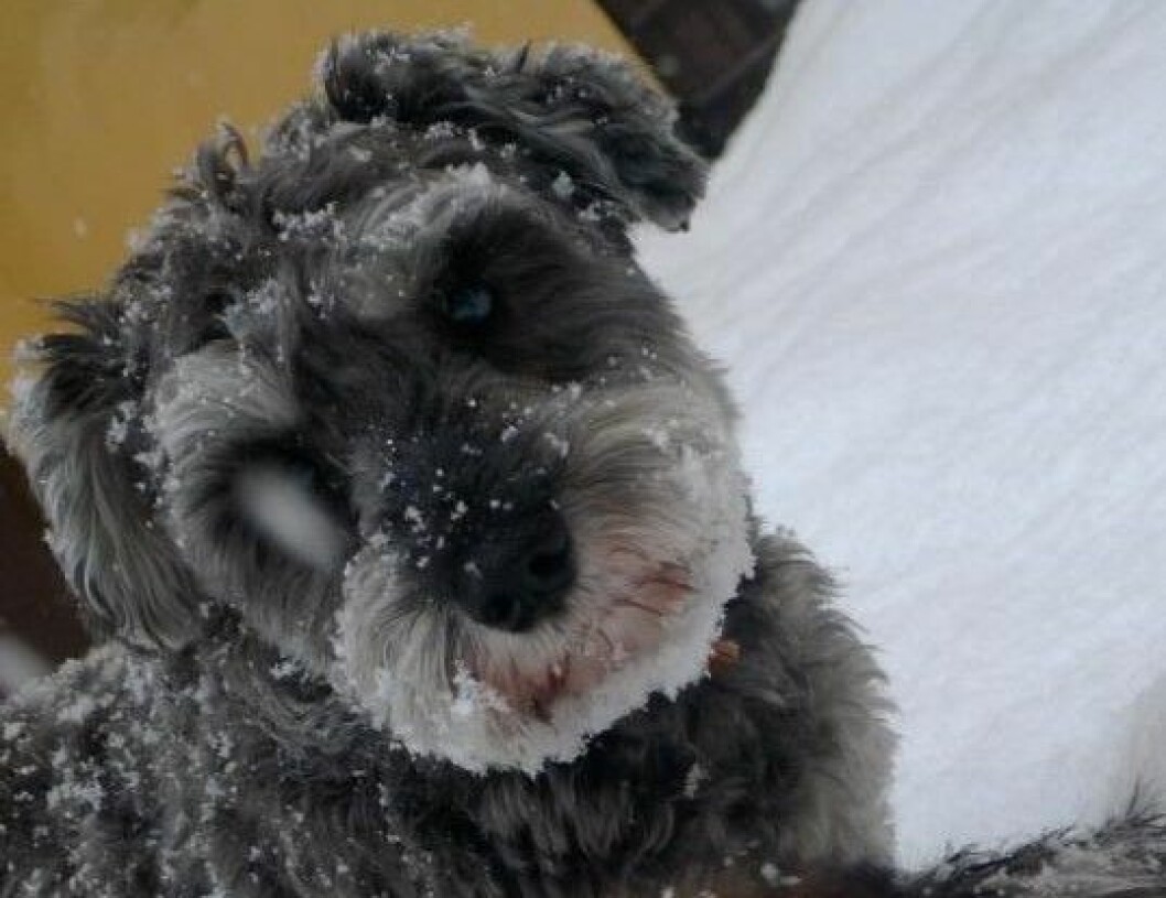 Buster som något yngre. Foto: Privat Buster ovanför Jaxson