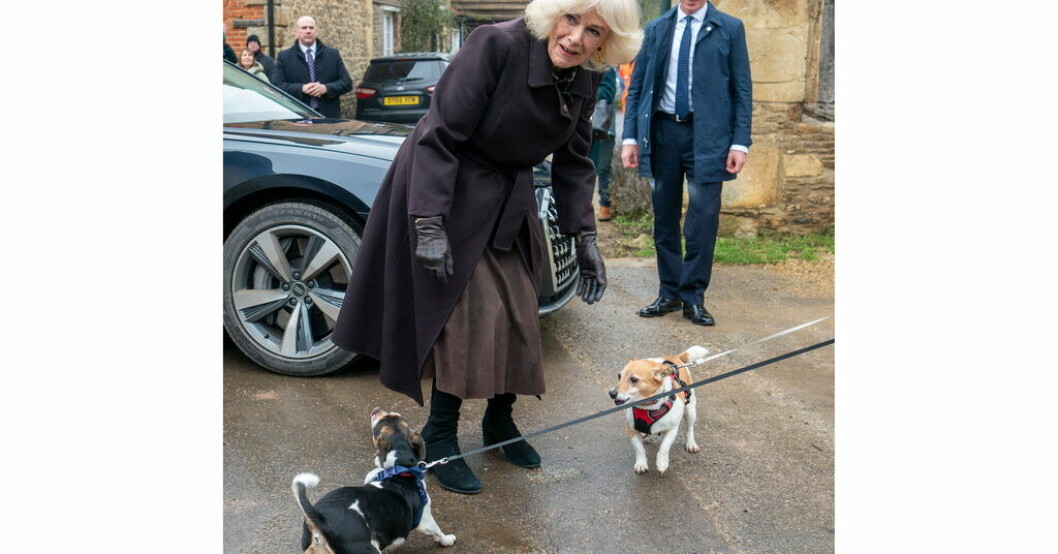 Camilla med Beth, till vänster, och Bluebell. Arkivbild. Kungligt: Bye, bye corgis – vov vov jack russells
