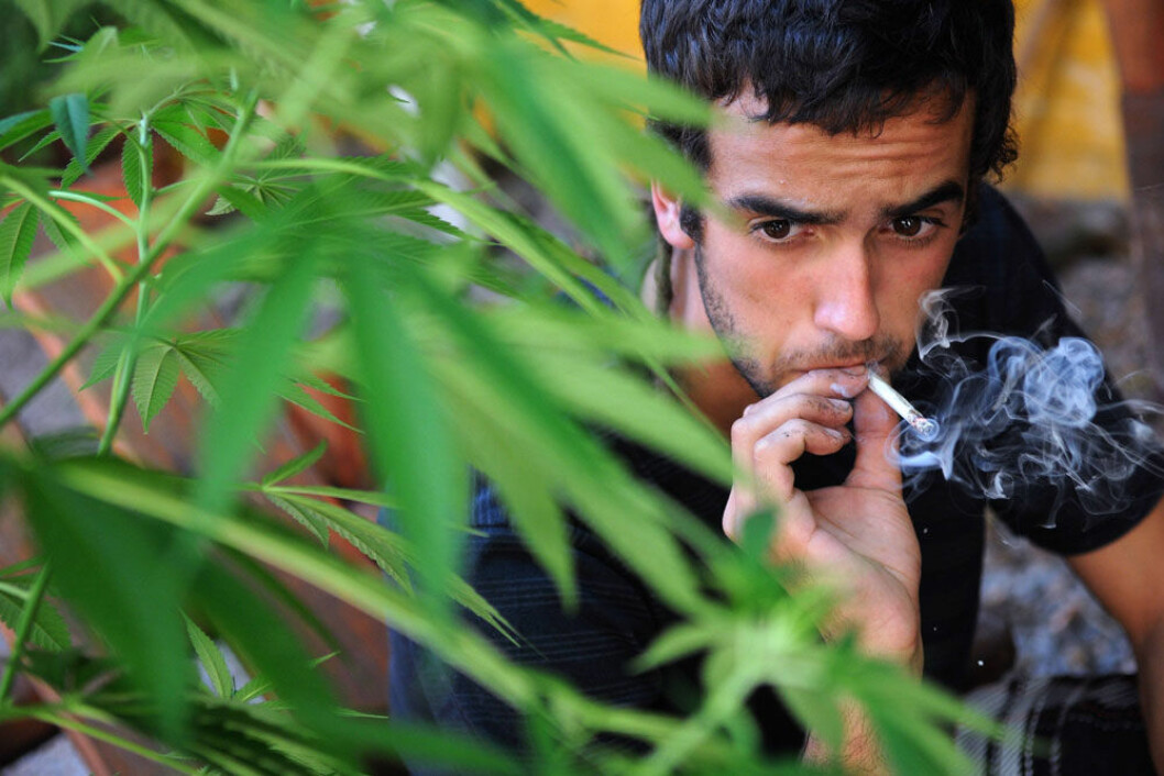 Foto: All Over Press cannabis
