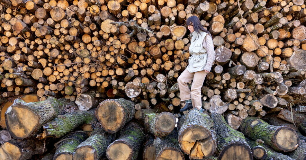 Carola Grahn ställer ut verk om skogen och samiska världsbilder på Wanås i sommar. Pressbild. Nordisk natur präglar konstsommaren