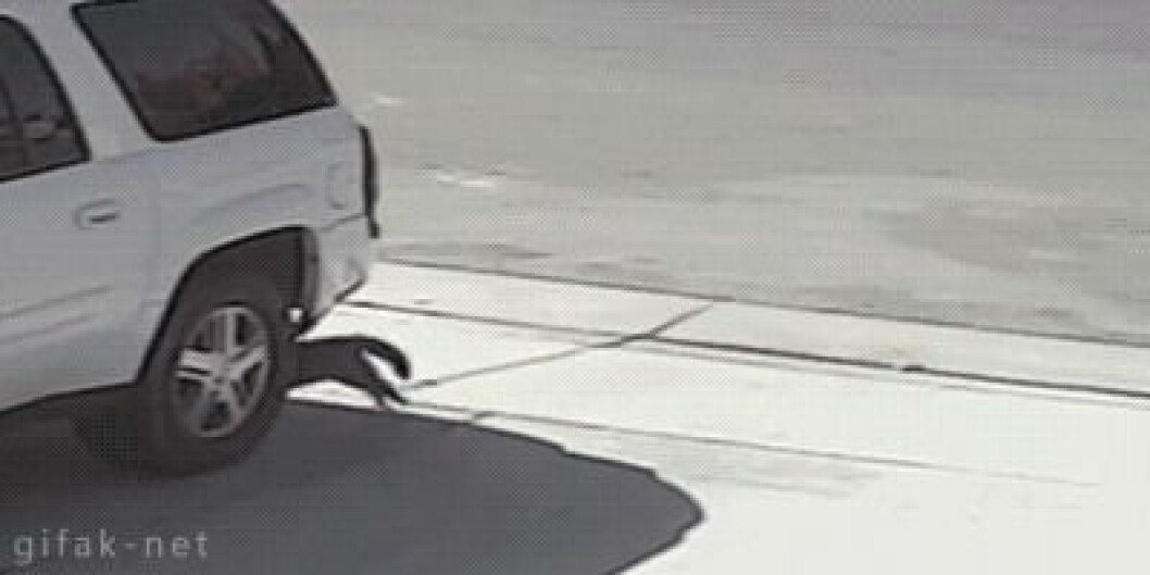 Källa: <a href="http://giphy.com/search/cat-saves-boy" target="_blank">Giphy</a> catsavesboy