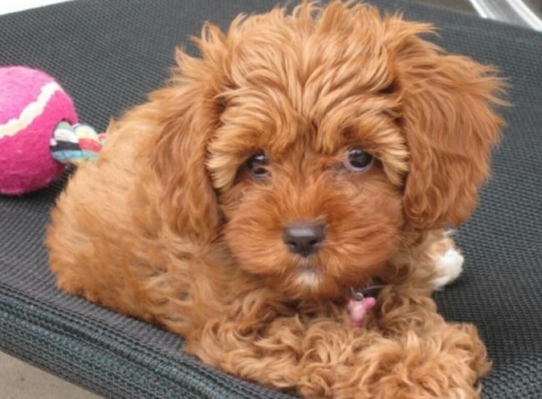 cavapoo