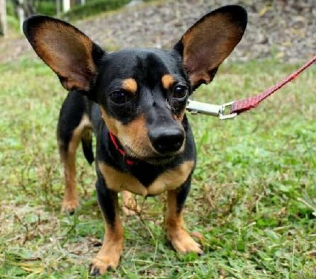 chiweenie