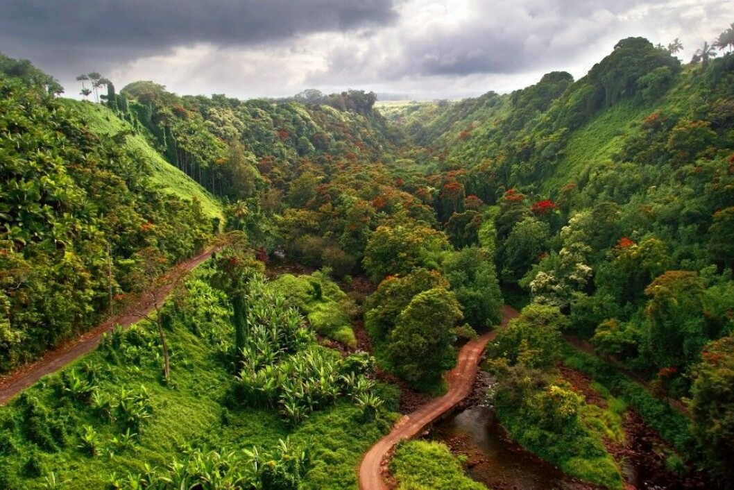 Big Bog på Hawaii. Foto: Colourbox Foto: Colourbox