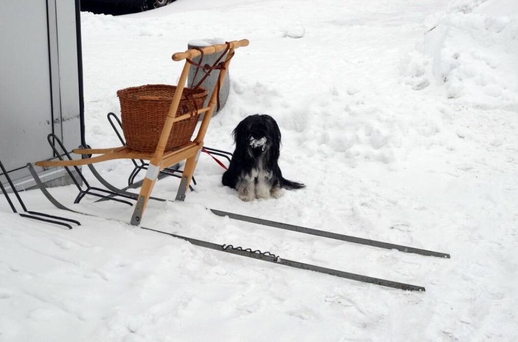 Sparken fungerar också att knyta fast hunden i. Foto: Colourbox COLOURBOX6329977