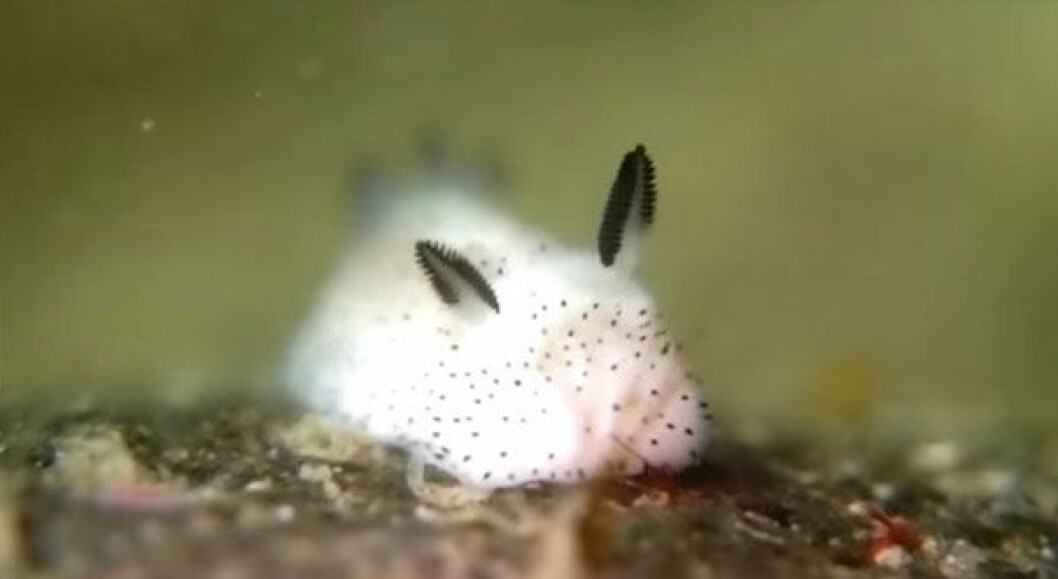 Via: <a href="https://www.youtube.com/watch?t=209&v=7n0t0iD6ae8" target="_blank">Youtube</a> cute-bunny-sea-slug-jorunna-parva-10