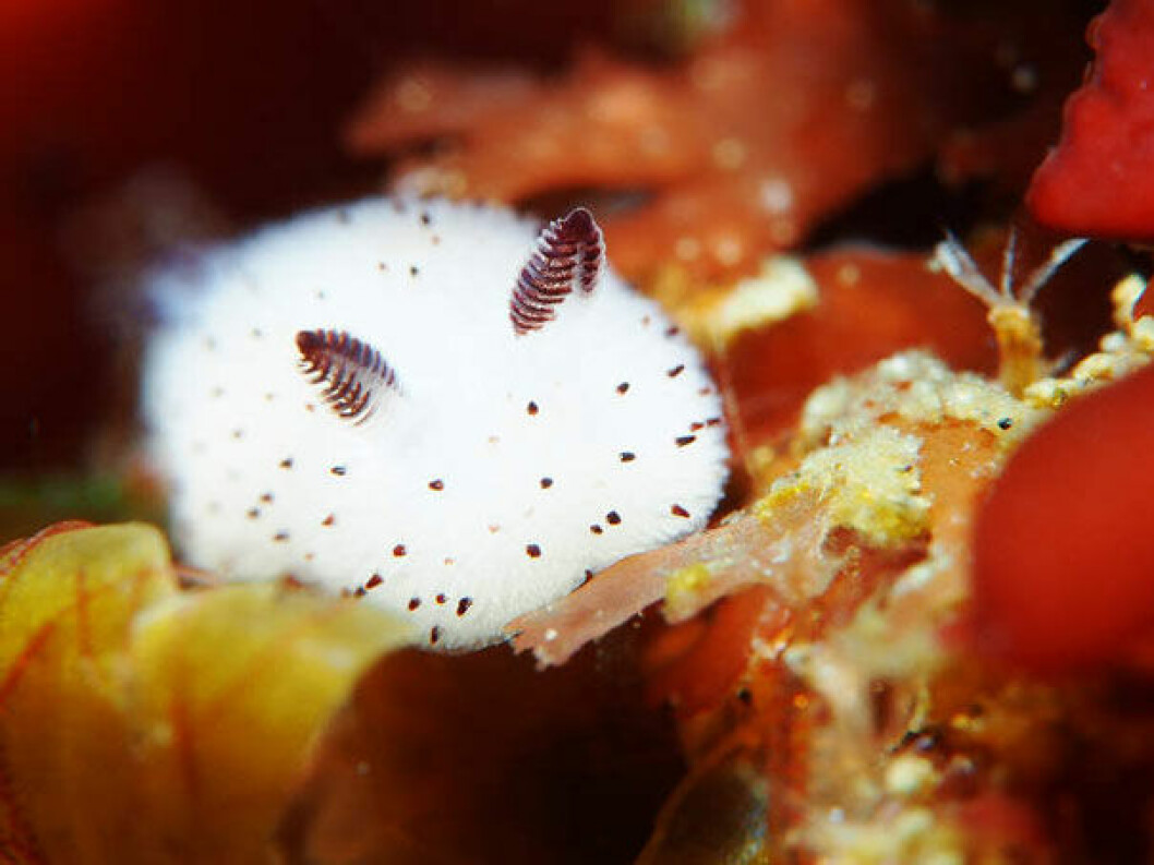 Via: <a href="http://sunsetlog.sblo.jp/article/93594357.html" target="_blank">Sunsetlog</a> cute-bunny-sea-slug-jorunna-parva-1