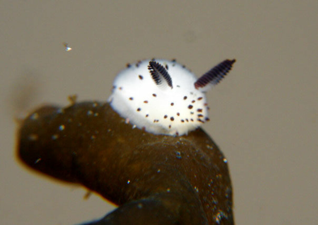 Via: <a href="https://www.flickr.com/photos/crawl_ray/3221959369/in/photostream/" target="_blank">Crawl Ray</a> cute-bunny-sea-slug-jorunna-parva-3